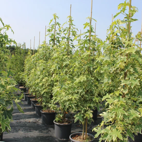 Copalme d'amérique 'Aurea' — Pot 30L Tige 8/10