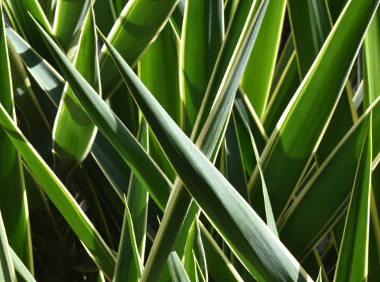 Yucca pied d'éléphant à feuillage panaché de jaune crème.
