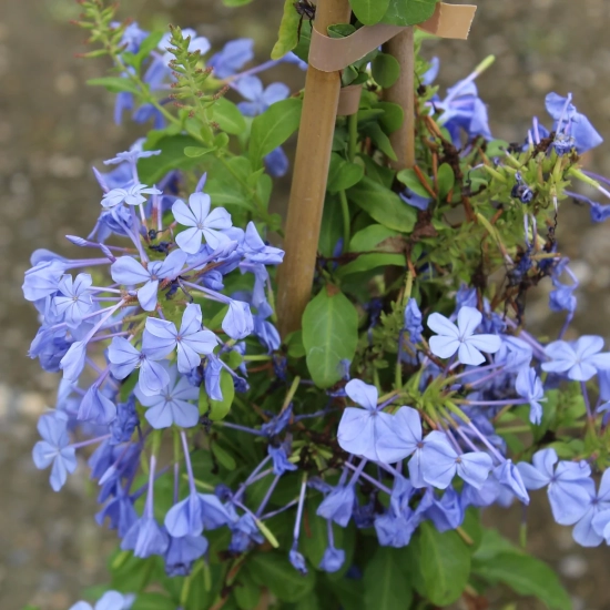 Plumbago du cap