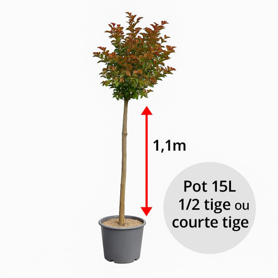 Lilas des indes 'Yang tse'