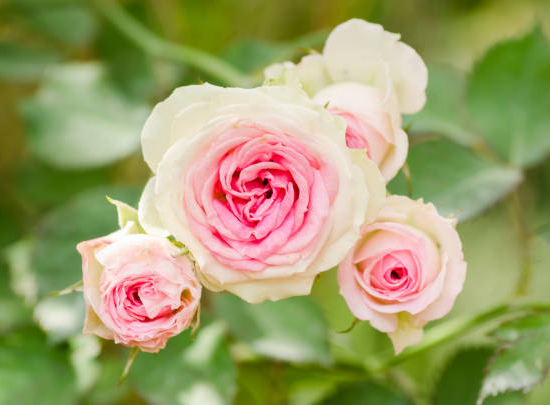 Rosier 'Mini pierre de ronsard '