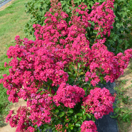 Lilas des indes 'Berry dazzle'