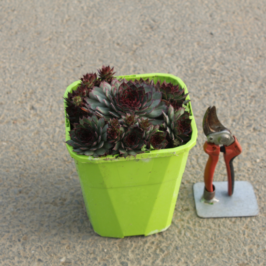 Joubarbe 'Autumn apple'