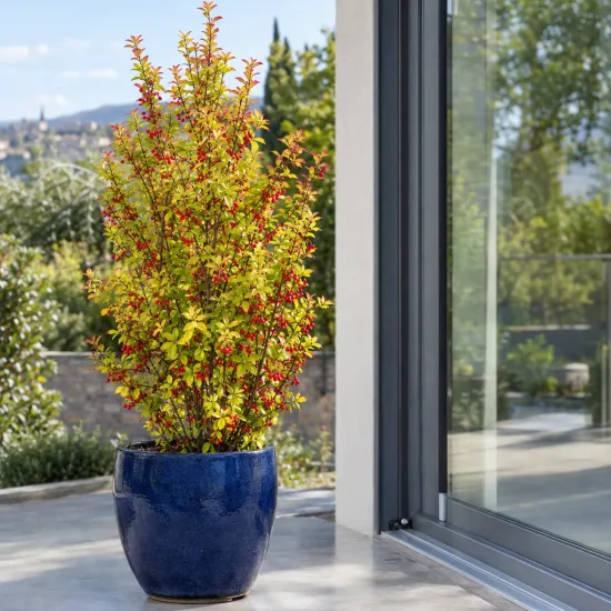 Épine-vinette de thunberg 'Maria' (Berberis thunbergii) — arbuste lumineux en pot bleu sur terrasse · Photo d'illustration