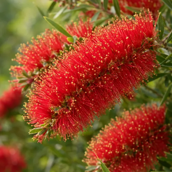 Rince bouteille 'Woodlander's hardy' (Callistemon rigidus) — gros plan sur inflorescences rouges en épis · Photo d'illustration