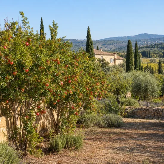 Grenadier à fruit 'Teheran' (Punica granatum) — arbustes fruitiers chargés de fruits rouges au jardin · Photo d'illustration
