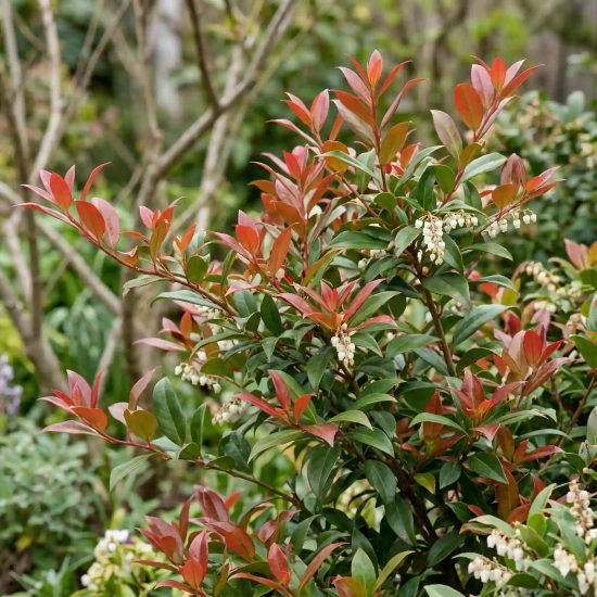 Leucothoé 'Scarletta zeblid'