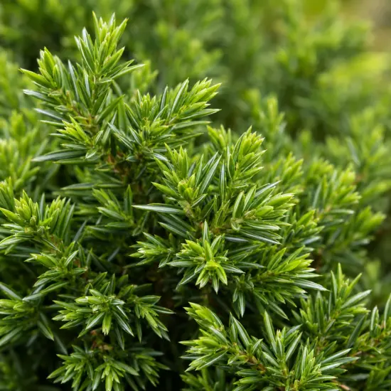 Genévrier 'Schlager' (Juniperus conferta) — gros plan sur feuillage dense et piquant