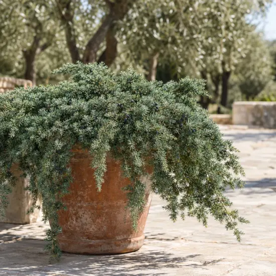 Genévrier 'Blue pacific' (Juniperus conferta) — arbuste retombant dans grand pot en terre cuite