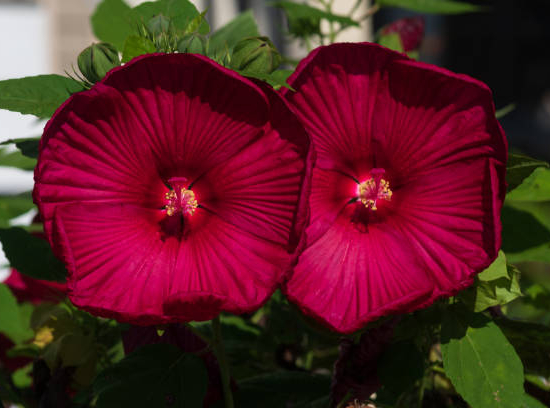 Hibiscus des marais 'Summerific midnight marvel'