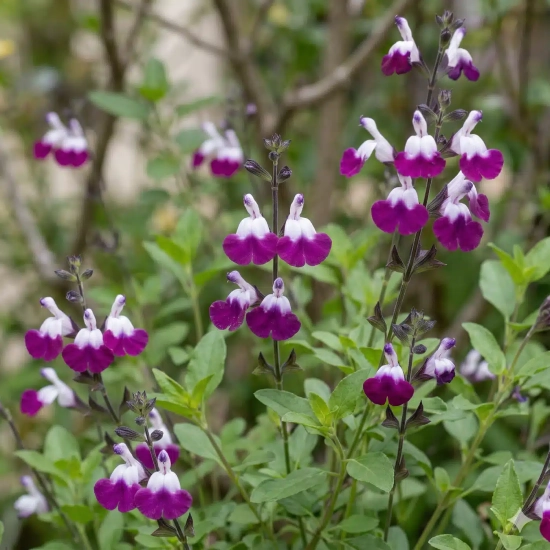 Sauge de graham 'Amethyst lips'