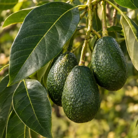 Avocatier race antillaise 'Nachar' (Persea americana) — trois gros fruits pendants parmi de larges feuilles · Photo d'illustration