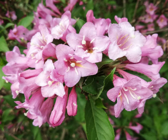 Weigelia 'Pink poppet'