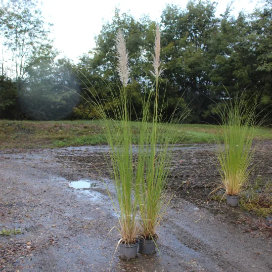 Herbe de la pampa 'Blanc' — Pot 3L