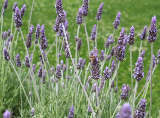 Lavande dentée