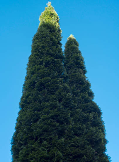 Cyprès méditerranéen