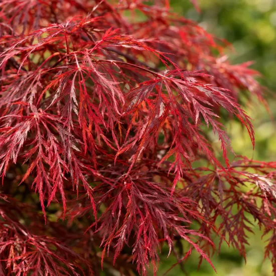 Erable du japon pourpre 'Crimson queen' (Acer palmatum) — feuillage très découpé rouge vif en gros plan