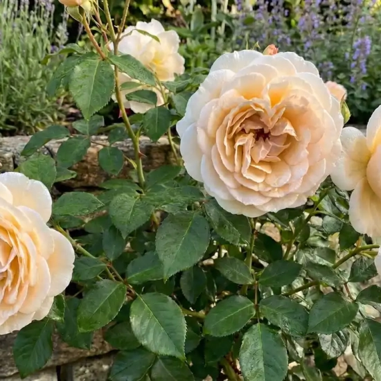 Rosier 'Sweet love '