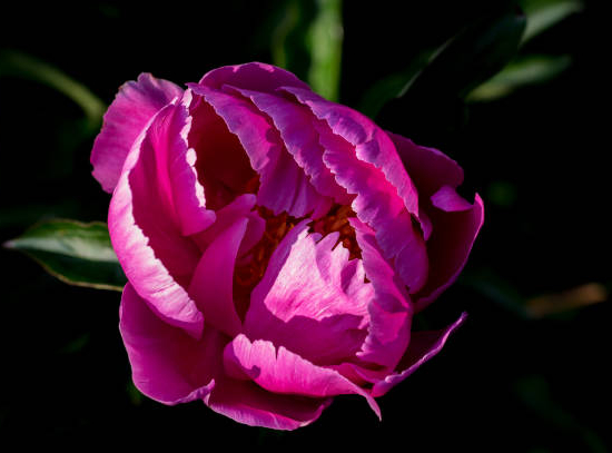 Pivoine 'Neon rose etamine jaune