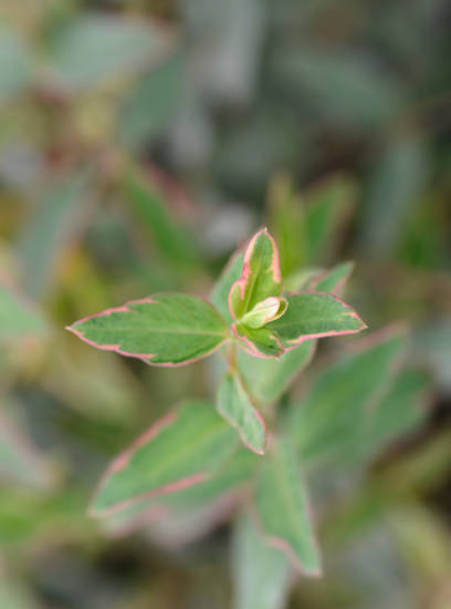 Millepertuis 'Tricolor'