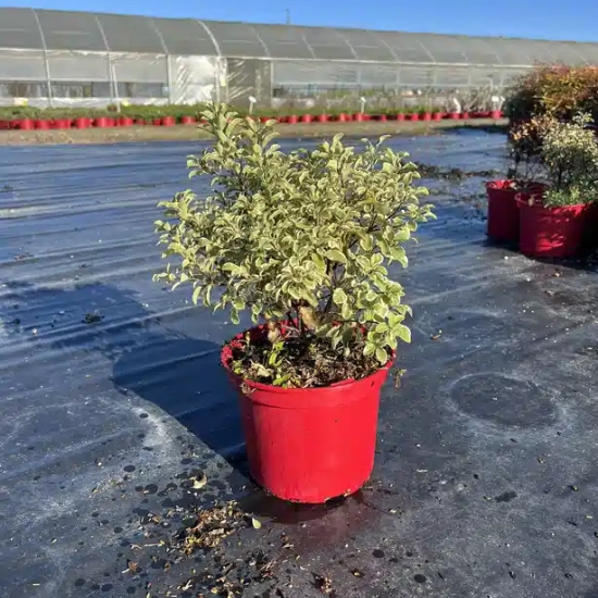 Pittospore 'Variegatum'