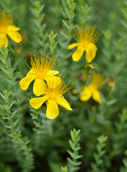 Millepertuis arbustif 'hicdote'