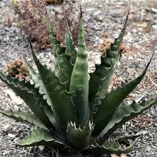 Agave gentryi
