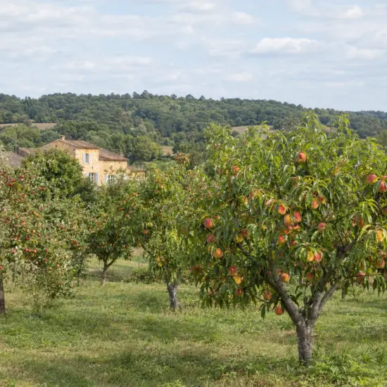 Pêcher 'Golden caesar minpechfor cov' (Prunus persica) — verger d’arbres fruitiers chargés de fruits