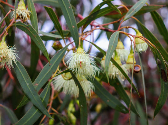 Gommier à petites feuilles