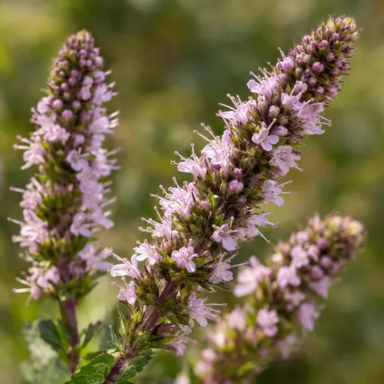 Menthe mitcham 'Mitcham' (Mentha × piperita) — épis floraux dressés avec petites fleurs mauves · Photo d'illustration