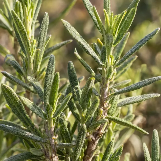 Lavande papillon (Lavandula) — feuillage vert étroit en fines touffes dressées · Photo d'illustration