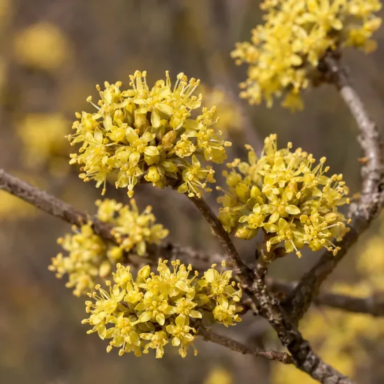 Cornouiller mâle à gros fruits 'Schönbrunner gourmet dirndl' (Cornus mas) — grappes de petites fleurs jaunes sur branches brunes · Photo d'illustration