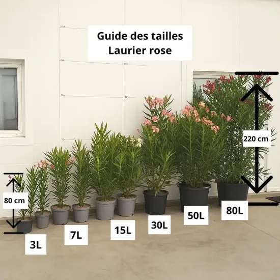 Laurier rose 'Louis Pouget'