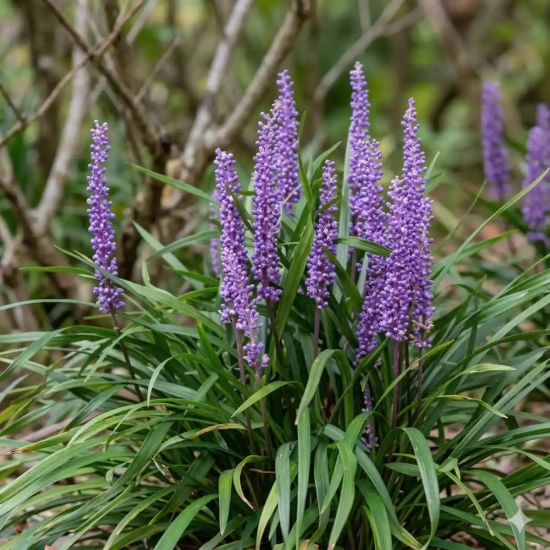 Liriope muscari 'Money maker'