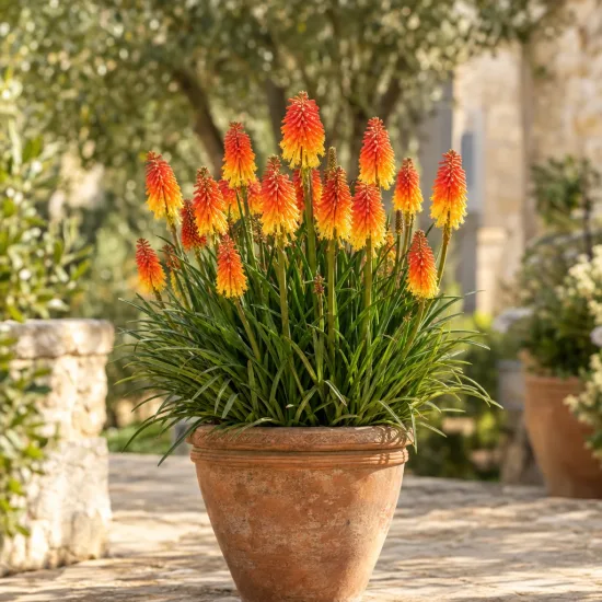 Kniphofia 'Poco® sunset' — Photo d'illustration, photo 3