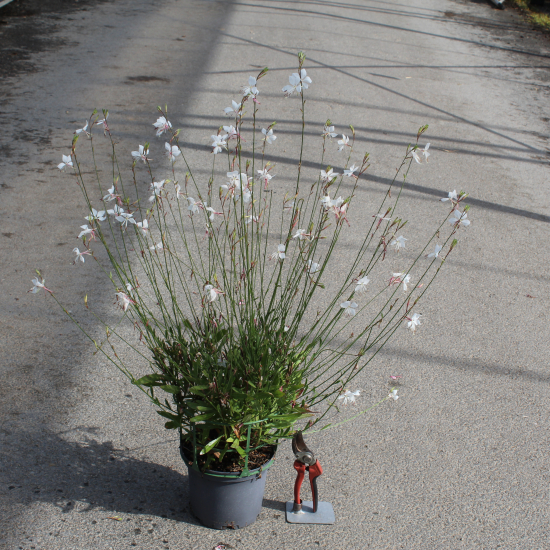 Gaura 'White sparkle'