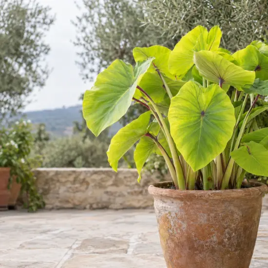 Oreille d'éléphant 'Maui gold' (Colocasia esculenta) — grand feuillage en pot devant un muret
