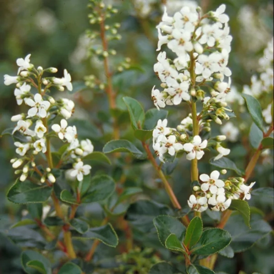 Escallonia blanc
