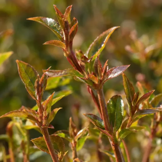 Abelie à grandes fleurs nain 'Prostrata' (Abelia × grandiflora) — Photo d'illustration, photo 4