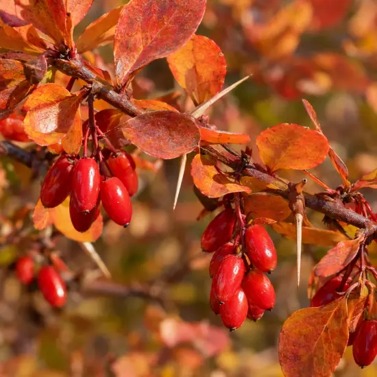 Épine-vinette (Berberis thunbergii) — rameau épineux avec grappes de baies rouges