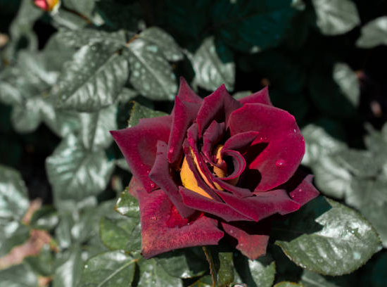 Rosier 'Eddy mitchell '