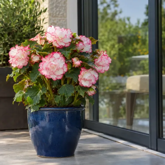 Bégonia tubéreux 'Prima donna clair de lune' (Begonia) — plante fleurie en pot bleu sur terrasse · Photo d'illustration