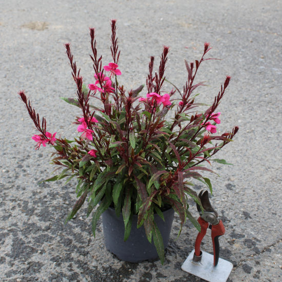 Gaura 'Steffi blush pink'