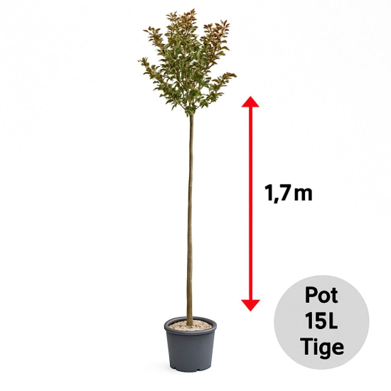 Lilas des indes 'Crimson red'