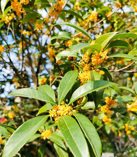 Osmanthe à feuilles de houx