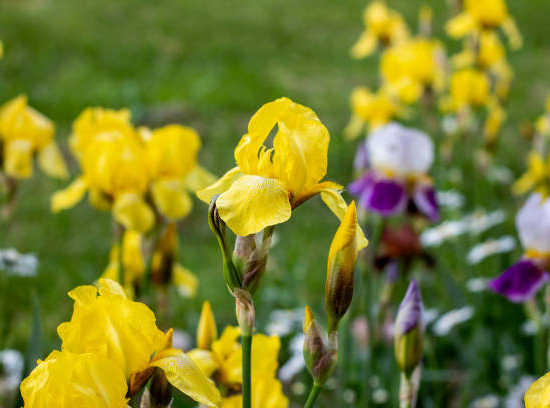 Iris d'allemagne 'Gracchus jaune'