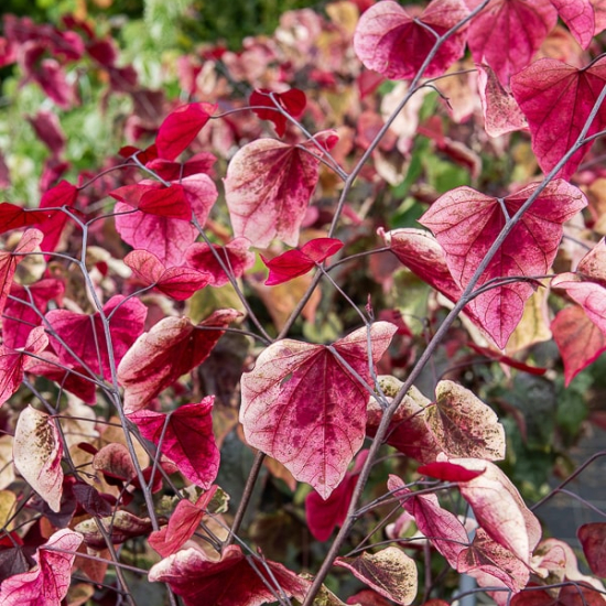 Cercis Carolina Sweetheart