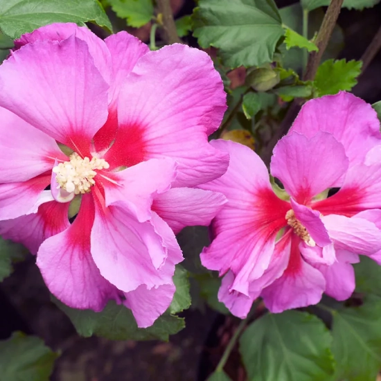 Althéa 'Hibisa parma'