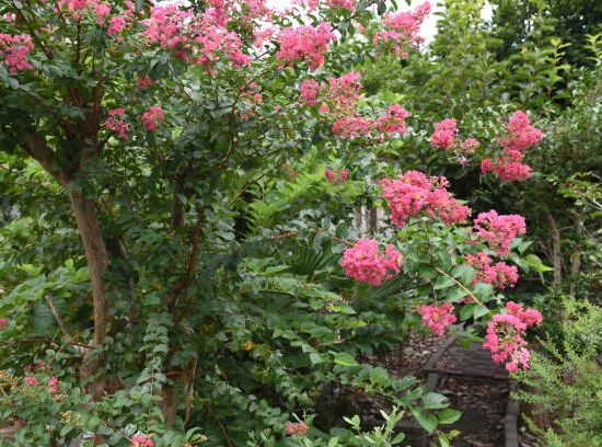 Lilas des indes 'Coral magic'