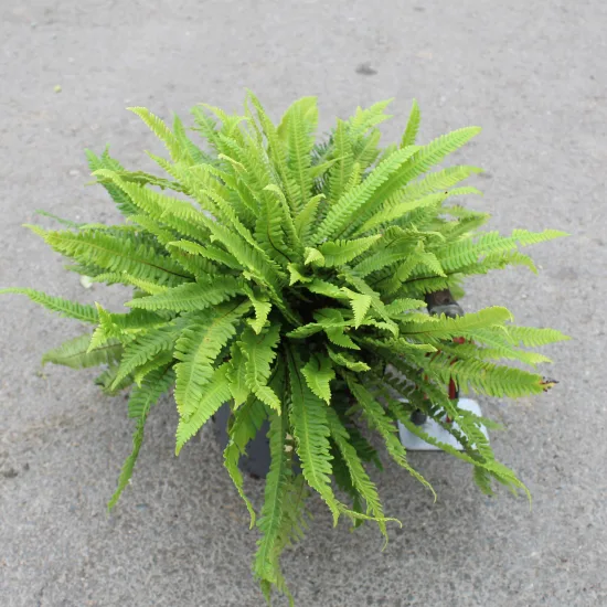 Fougère en épi — Pot 3L